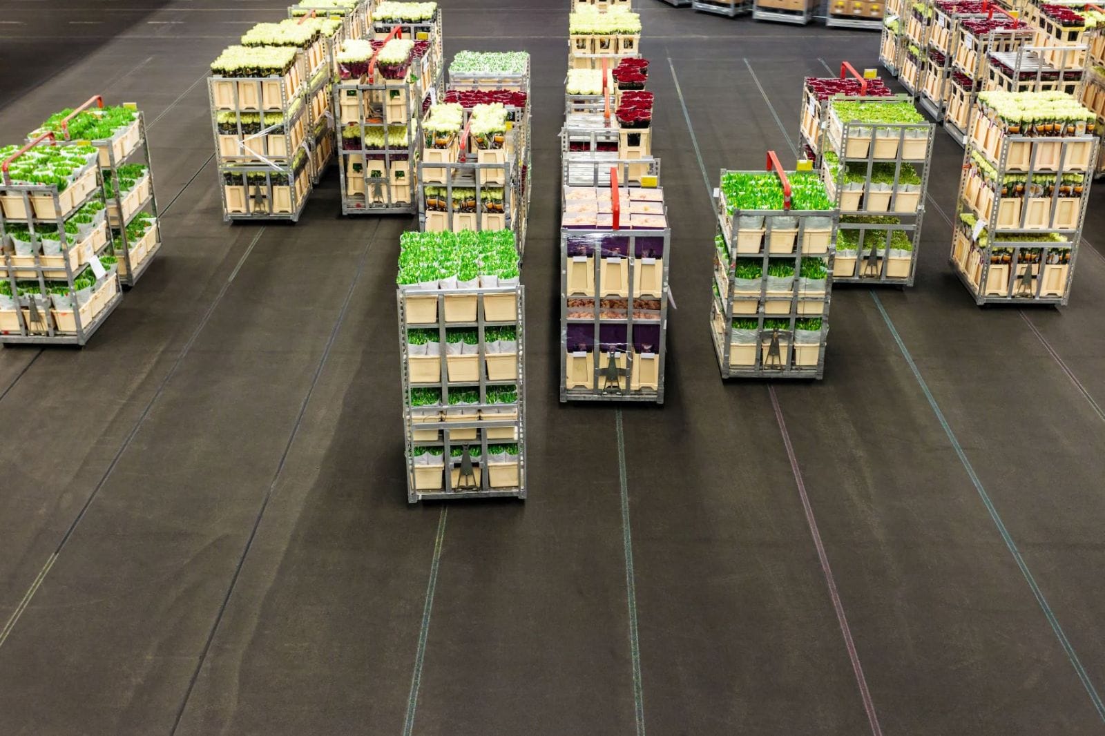 Hurtownia kwiatów żywych ciętych i doniczkowych Elizówka