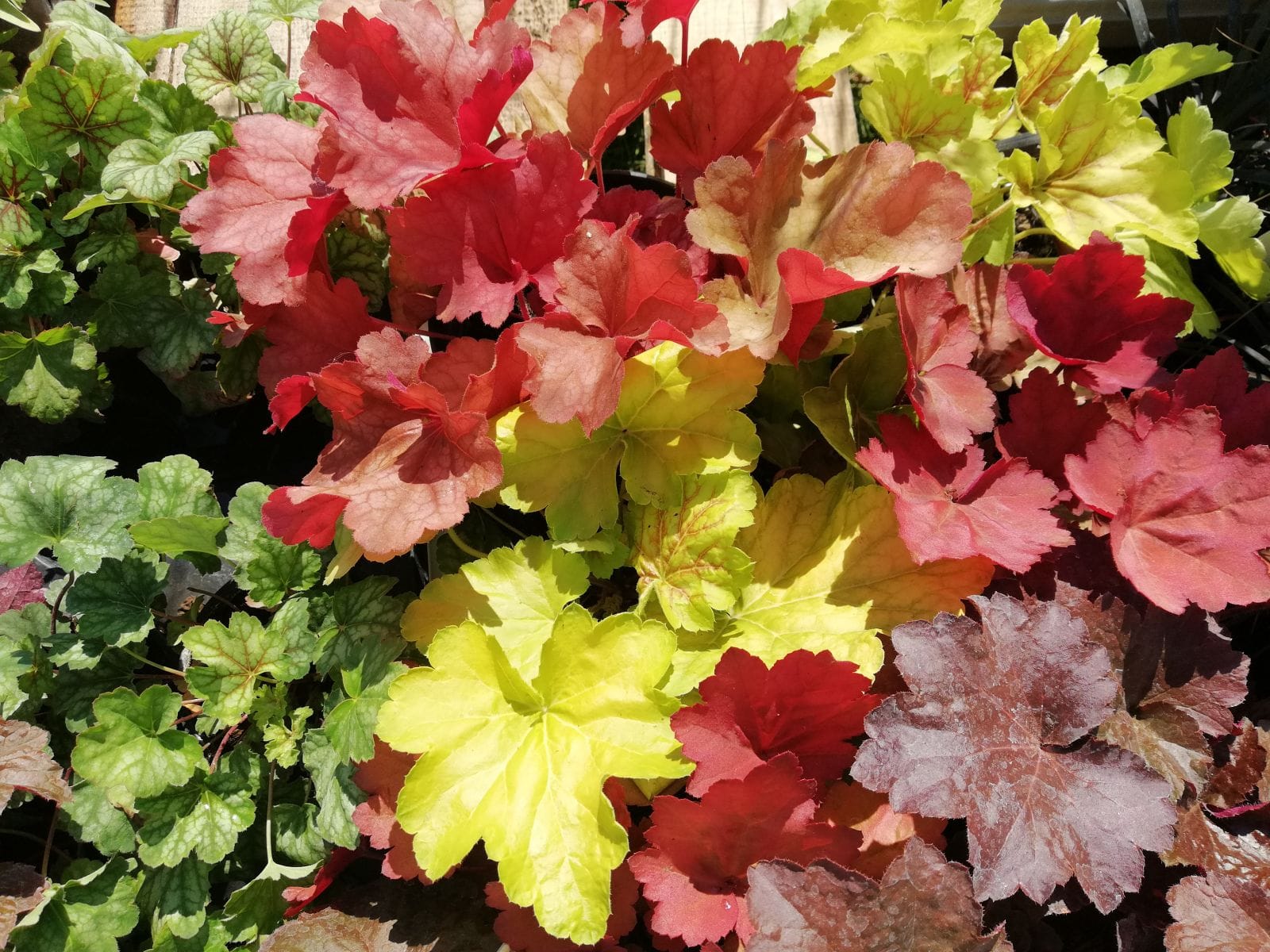 Nasza giełda kwiatów to świetna przestrzeń dla osób takich jak Ty!