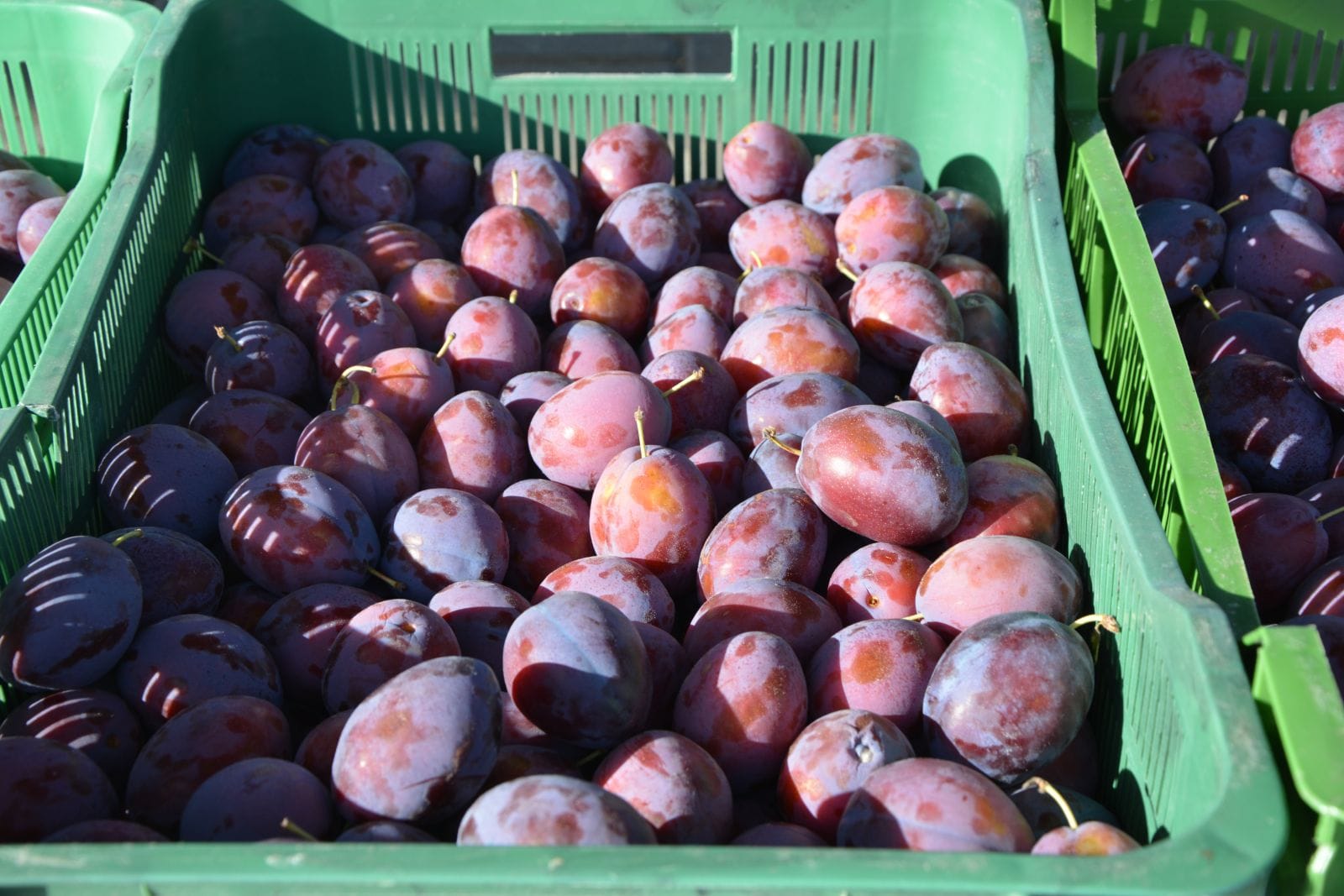 Hurtownia owoców i warzyw – dobre miejsce dla rolników