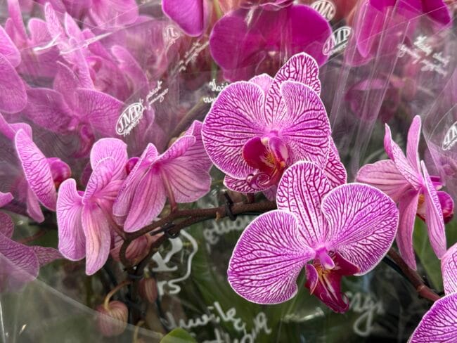 Dzień Kobiet już w&nbsp;sobotę – zapraszamy na&nbsp;zakupy!